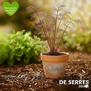 Foeniculum vulgare 'Giant Bronze' P9