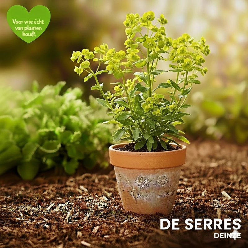 Euphorbia characias 'Forescate' P9