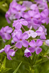 phlox (p) 'forever pink' P9 - afbeelding 2