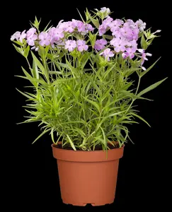 phlox (p) 'forever pink' P9 - afbeelding 2