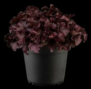 heuchera hybr. 'forever purple'® P9 - afbeelding 3