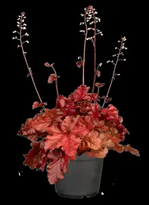 heuchera hybr. 'forever red' P9 - afbeelding 3