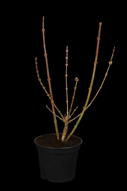 Spectabilis - afbeelding 1