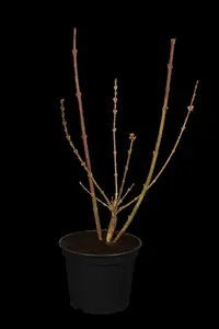 Spectabilis - afbeelding 5