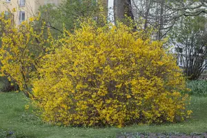 Spectabilis - afbeelding 2
