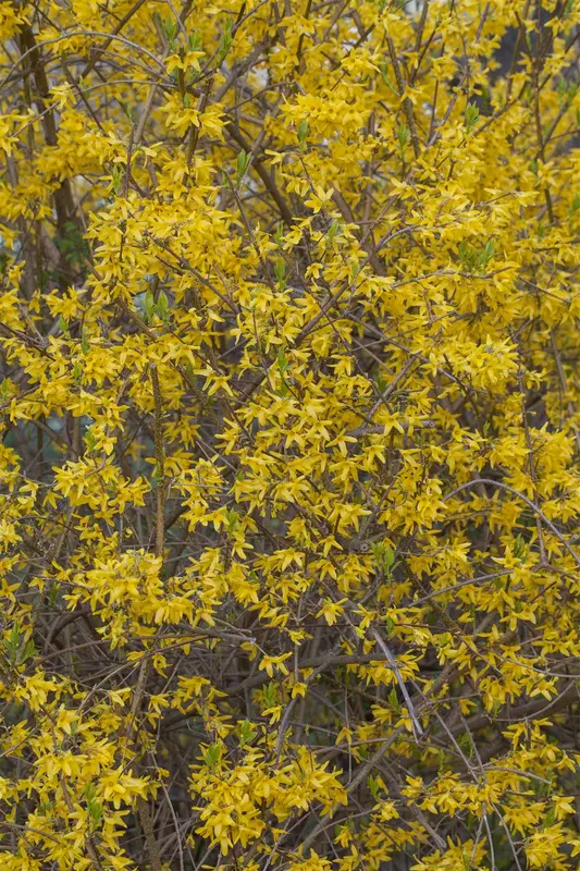 Forsythia int. 'Spectabilis' 80-100 C10 - afbeelding 2