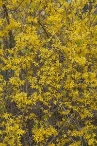 Forsythia int. 'Spectabilis' 80-100 C10 - afbeelding 2
