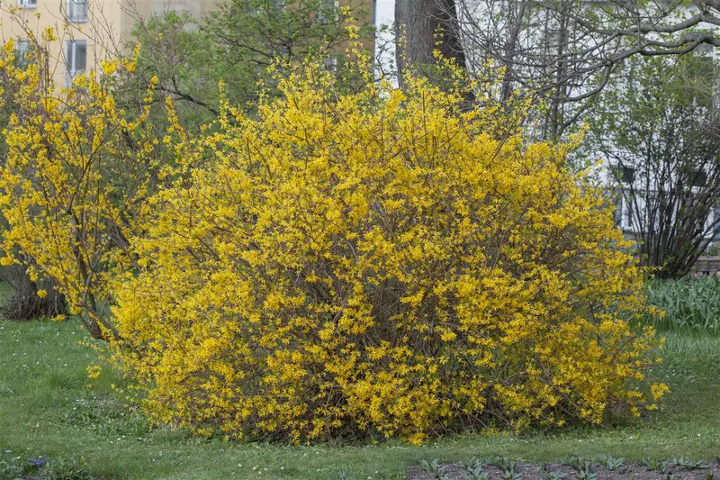 Forsythia int. 'Spectabilis' 80-100 C10 - afbeelding 1