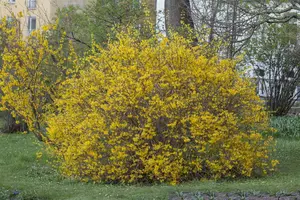 Forsythia int. 'Spectabilis' 80-100   C10 - afbeelding 1