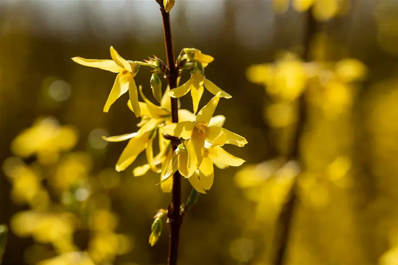 Forsythia int. 'Spectabilis' 80-100 C10 - afbeelding 3
