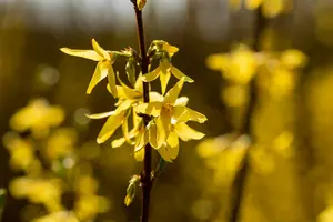 Forsythia int. 'Spectabilis' 80-100 C10 - afbeelding 3