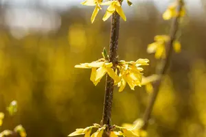 Forsythia int. 'Spectabilis' 80-100 C10 - afbeelding 4