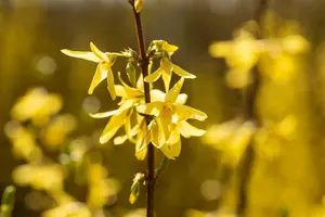 Forsythia int. 'Spectabilis' 80-100 C10 - afbeelding 5