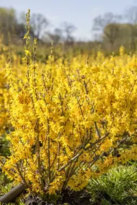 forsythia intermedia (40- 60cm) - afbeelding 3