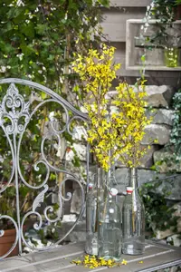 forsythia intermedia (40- 60cm) - afbeelding 4