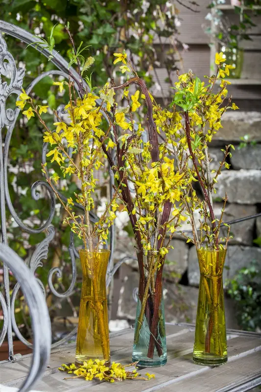 forsythia intermedia (40- 60cm) - afbeelding 5