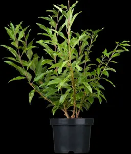 forsythia intermedia (60- 90cm) - afbeelding 5