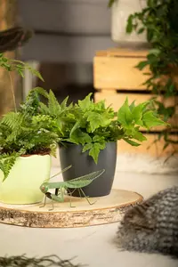 cyrtomium fortunei (polystichum fort.) P9 - afbeelding 5