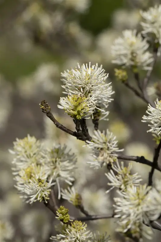 fothergilla major ( monticola) (40- 60cm) - afbeelding 4