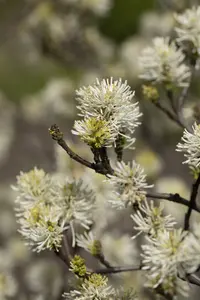 fothergilla major ( monticola) (40- 60cm) - afbeelding 4