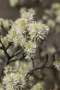 fothergilla major ( monticola) (40- 60cm) - afbeelding 5