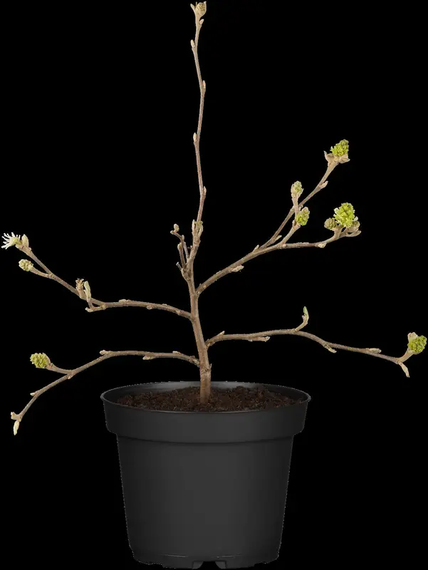 fothergilla major ( monticola) (40- 60cm) - afbeelding 1