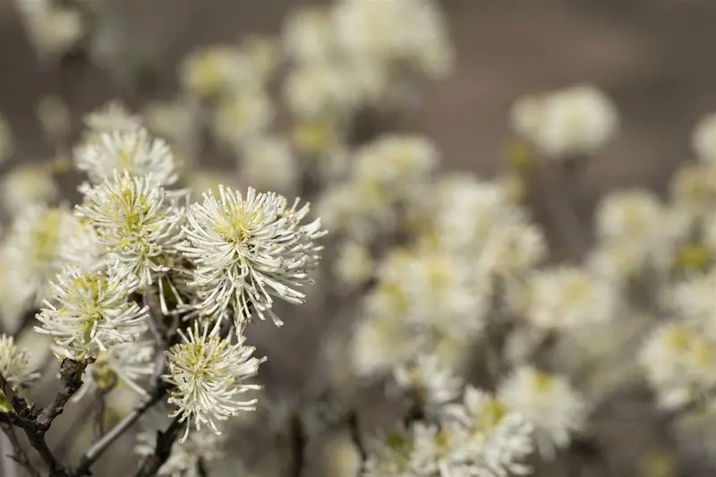 fothergilla major ( monticola) (40- 60cm) - afbeelding 2