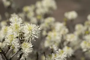 fothergilla major ( monticola) (40- 60cm) - afbeelding 2