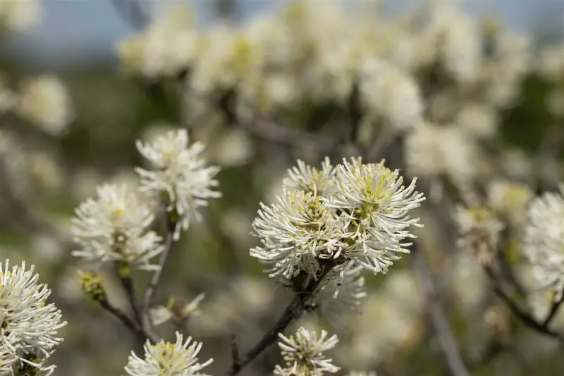 fothergilla major ( monticola) (40- 60cm) - afbeelding 3