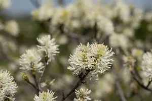 fothergilla major ( monticola) (40- 60cm) - afbeelding 3