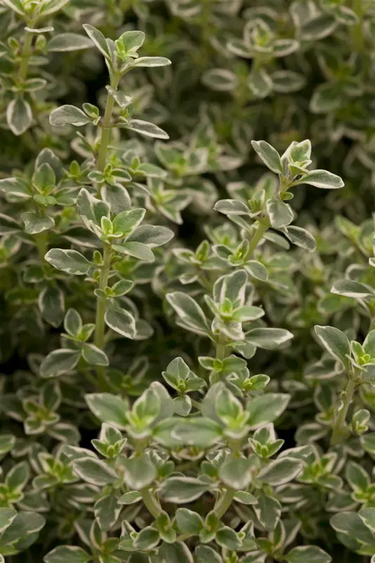 thymus pul. 'foxley' P9