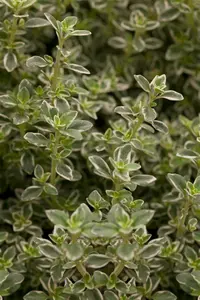 thymus pul. 'foxley' P9
