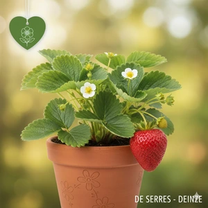 Fragaria x ananassa 'Darselect ®' P9