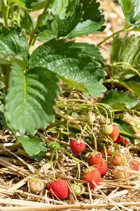 Fragaria (a) 'El Santa' P9 - afbeelding 4