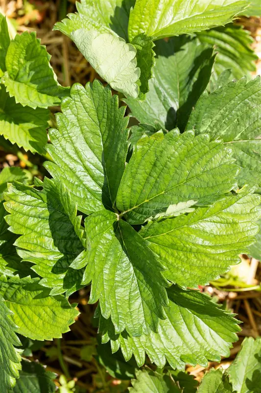 Fragaria (a) 'El Santa' P9 - afbeelding 5