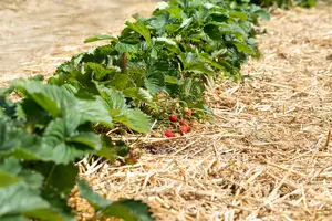 Fragaria (a) 'El Santa' P9 - afbeelding 2