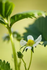 Fragaria (a) 'Elan' P9 - afbeelding 2