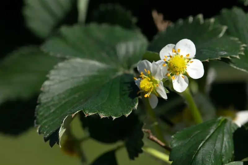 Fragaria (a) 'Elan' P9 - afbeelding 3