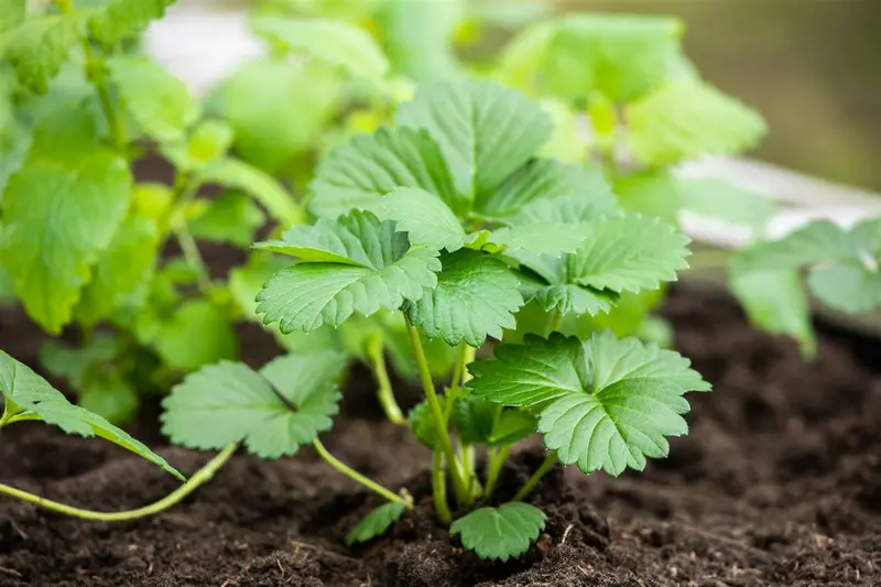 Fragaria (a) 'Elan' P9 - afbeelding 4