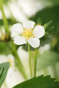 Fragaria moschata P9