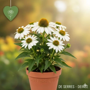 Echinacea purpurea 'Fragrant Angel'®