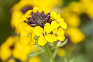 erysimum hybr. 'fragrant sunshine' P9