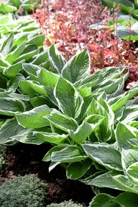 hosta hybr. 'francee' P9 - afbeelding 4