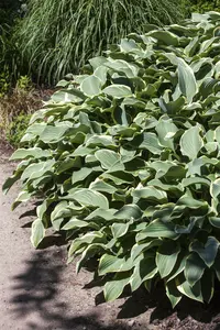 hosta hybr. 'francee' P9 - afbeelding 5