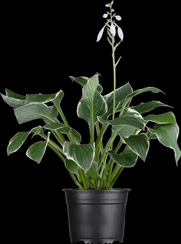 hosta hybr. 'francee' P9 - afbeelding 3