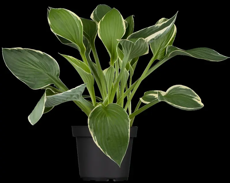 hosta hybr. 'francee' P9 - afbeelding 2