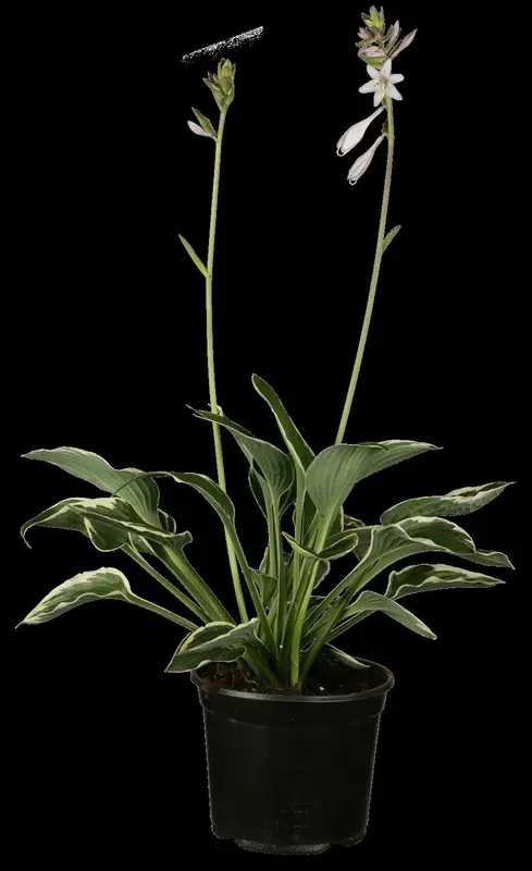 hosta hybr. 'francee' P9 - afbeelding 1