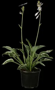 hosta hybr. 'francee' P9 - afbeelding 5