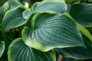 hosta sieb. 'frances williams' P9 - afbeelding 2