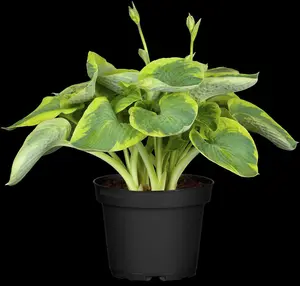 hosta sieb. 'frances williams' P9 - afbeelding 2